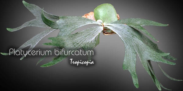Fougère - Platycerium bifurcatum - Corne d'Élan, Bois de cerf - Staghorn fern